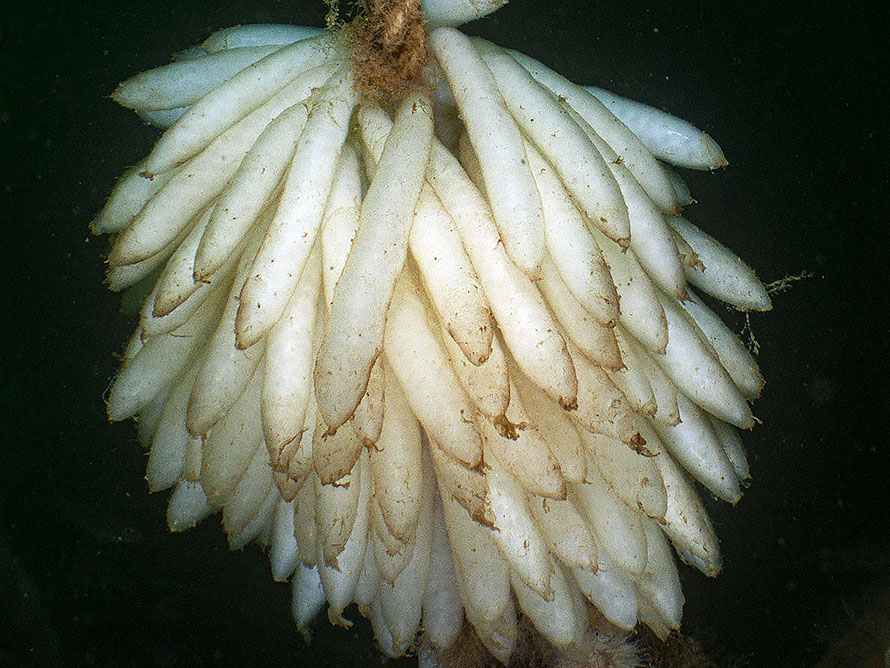 Squid eggs